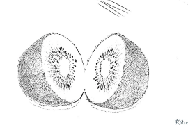 kiwi Kolorowanki Do Druku